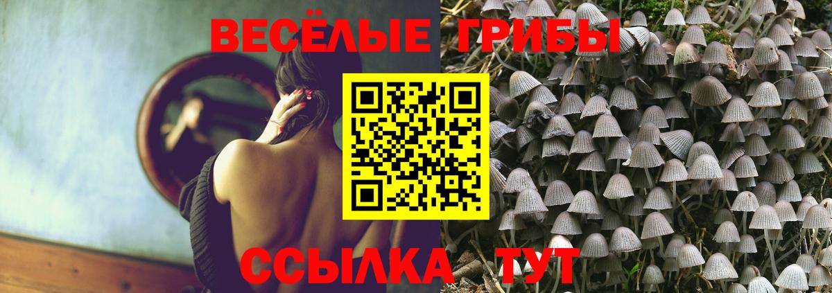 Галлюциногенные грибы мицелий  купить наркотики цена  Александров  Псилоцибиновые грибы Psilocybe  Вход с VPN 